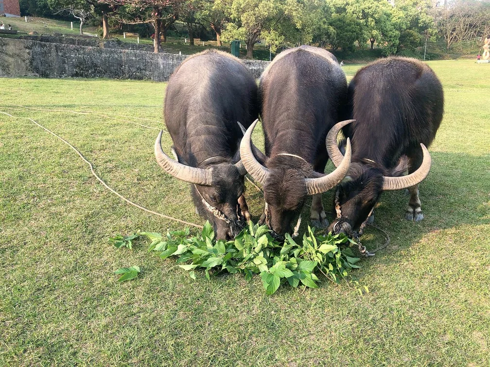 回家 · 獅子鄉